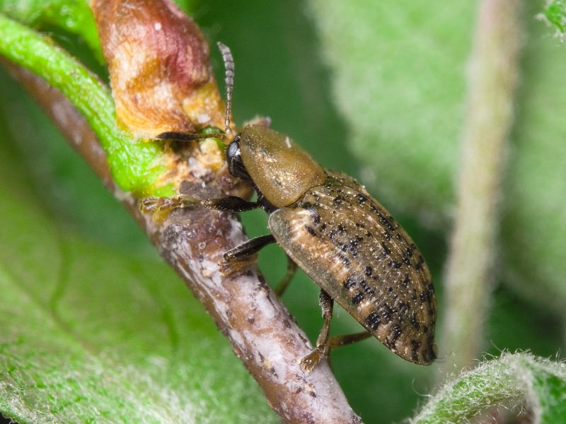 Cassida (Cassida) nebulosa Linnaeus, 1758